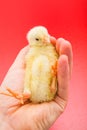 Little newborn chicken laying in man's palm