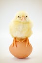Little newborn chicken sitting on egg