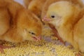 Little newborn chickens. Royalty Free Stock Photo