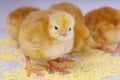 Little newborn chickens. Royalty Free Stock Photo