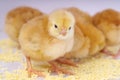 Little newborn chickens. Royalty Free Stock Photo