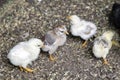 Little newborn chicks walking on the farmyard Royalty Free Stock Photo