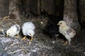 Little newborn chicks walking around on the farmyard. Royalty Free Stock Photo