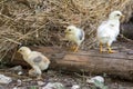 Little newborn chicks walking around on the farmyard. Royalty Free Stock Photo