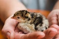 Little newborn colored turkey in the caring hands of a farmer Royalty Free Stock Photo