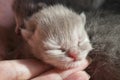 Little newborn cream scottish kitten close-up Royalty Free Stock Photo