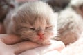 Little newborn cream scottish kitten close-up Royalty Free Stock Photo
