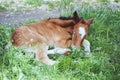 Little newborn foal sleeping on the grass curled up Royalty Free Stock Photo