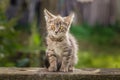 Little newborn gray kitten are waiting for the cat. Cute funny home pets. Close up domestic animal. Kitten at three weeks old of Royalty Free Stock Photo