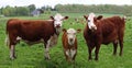 Yound Hereford calf standing in the field with two cows Royalty Free Stock Photo