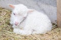 Little newborn lamb resting on the grass