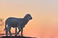 Little newborn lamb in springtime in sunset light Royalty Free Stock Photo