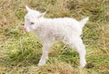 Little newborn lamb standing on the grass Royalty Free Stock Photo