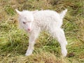 Little newborn lamb standing on the grass Royalty Free Stock Photo