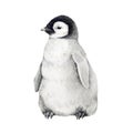 Little newborn penguin watercolor illustration. Hand drawn realistic emperor penguin cute fluffy nestling. Aptenodytes