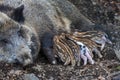 Little newborn piglets lying on their side nursing from their big pig mother Royalty Free Stock Photo