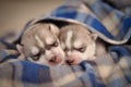 Little newborn puppies purebred gray and white siberian husky un Royalty Free Stock Photo