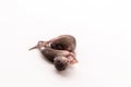 Little newborn rat sleep on white background. Royalty Free Stock Photo