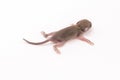 Little newborn rat sleep on white background. Royalty Free Stock Photo