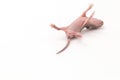 Little newborn rat sleep on white background. Royalty Free Stock Photo