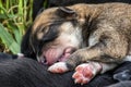 little newborn sleeping puppy with cute paws