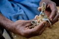 A little newborn turtle is lying on black human hand in the Sea Turtles Conservation Research Project in Bentota, Sri Lanka, save