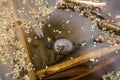 Little newborn turtle swims in the lake