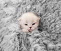 Little newborn white kitten