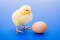 Little newborn yellow chicken with egg on blue background