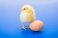 Little newborn yellow chicken with egg on blue background Royalty Free Stock Photo