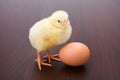 Little newborn yellow chicken with egg on brown background Royalty Free Stock Photo