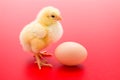 Little newborn yellow chicken with egg on red background Royalty Free Stock Photo