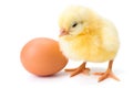 Little newborn yellow chicken with egg Royalty Free Stock Photo