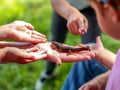 Photo of a little newt surrounded by many hands