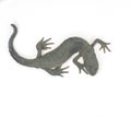 The little newt took a curved pose. Dark green in color.