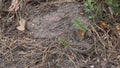 Little nimble green lizard basks in the sun