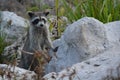 Nosy little Raccoon standing