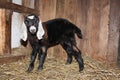 Little nubian baby goat newborn cute farm animals