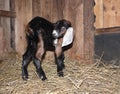 Little nubian baby goat newborn cute farm animals Royalty Free Stock Photo