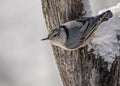 Little Nuthatch hangs upside down from a tree. Royalty Free Stock Photo