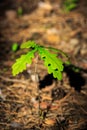 Little oak sprout Royalty Free Stock Photo