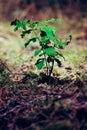 Little oak tree sapling Royalty Free Stock Photo