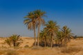 A little oasis with palm trees between sand dunes in the Sahara desert Royalty Free Stock Photo