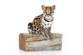 little ocelot sitting Royalty Free Stock Photo