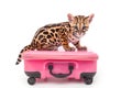 little ocelot sitting on suitcase Royalty Free Stock Photo