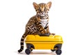 little ocelot sitting on suitcase Royalty Free Stock Photo