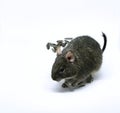 Little octodon degu eating seeds Royalty Free Stock Photo