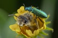 Little oedemera nobilis walking on flower with honeybee Royalty Free Stock Photo