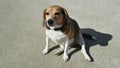 Little old Plump beagle dog sits worshiping the sun