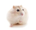 Little onel hamster